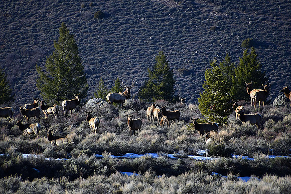 Elk at Blue Mesa above Dam_8939