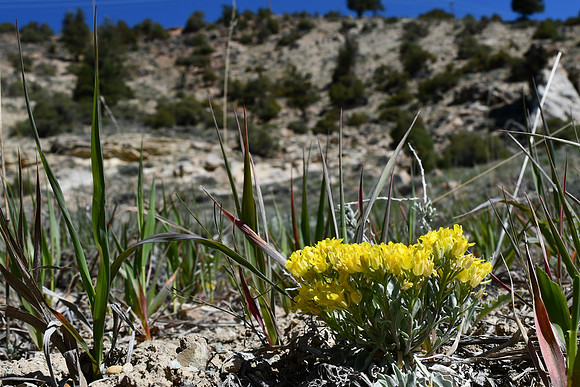 Yellow glory_0081