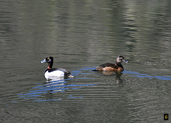 Ruddy Duck in Heat with Blue bills_8256 G