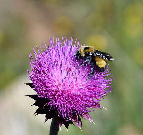 Pollinator_4333