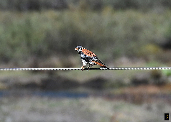 American Kestrel beauty_7682 00 G