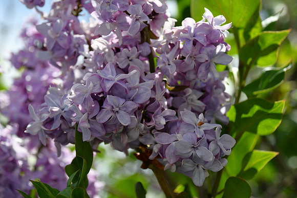 Lavender Lilacs_2713