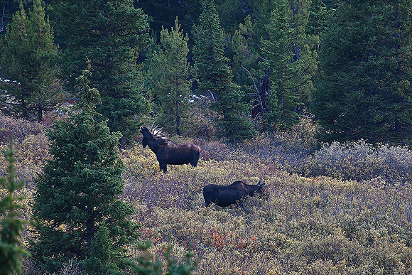 Mating Season 2_6266