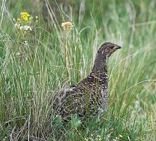 Sage Grouse hen in flowers at Deer Lakes _9304