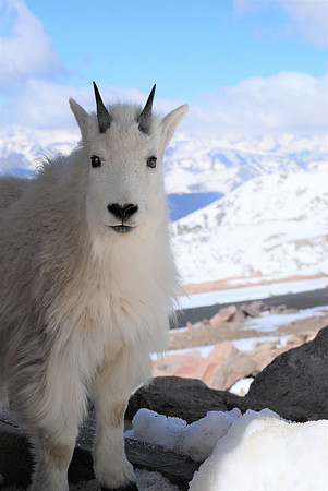 Beautiful Baby Mtn Goat_0406