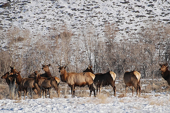 elk_0722