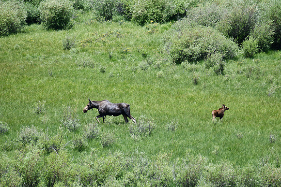 Cow Moose with newborn