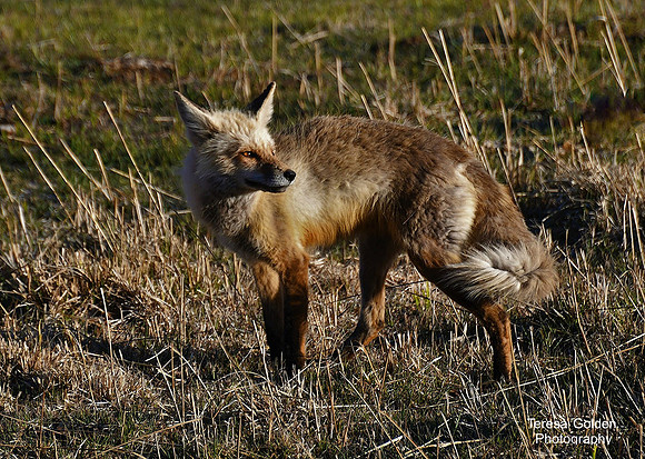 fox in evening light