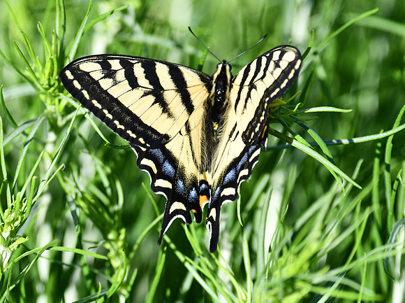 Tiger Swallowtail_4073