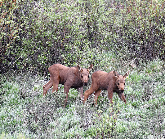 Twin Moose Calves_5946