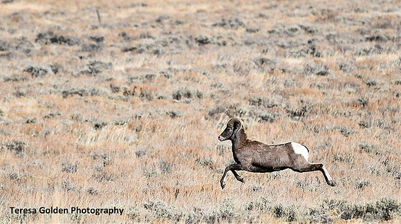 running free