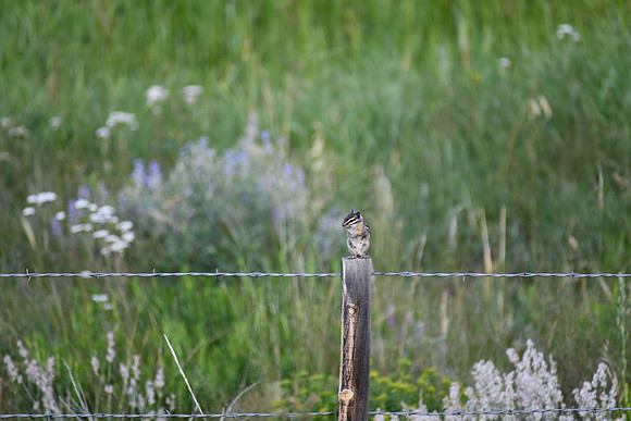 DSC_8617