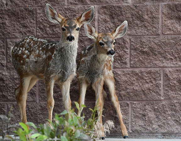 Twins in Town_0806