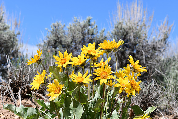 Spring Flowers_9599