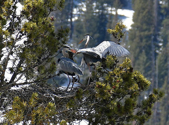 Nest Building_0261