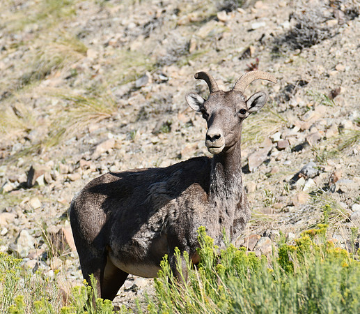 Pretty Posing Ewe_4905