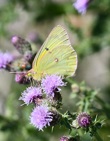 Yellow butterfly_4419