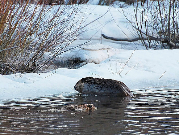 American Male beaver with young
