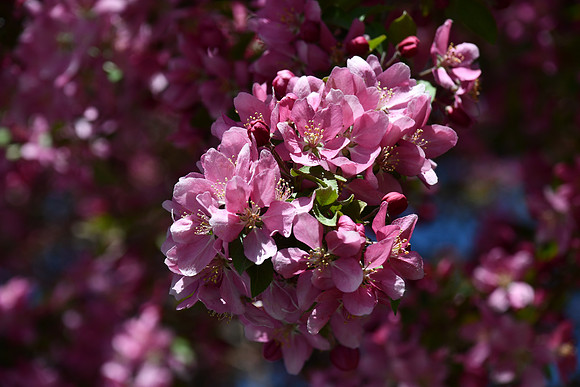 Ornamental tree blooms_0144
