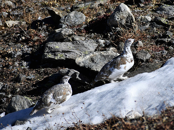 _Ptarmigan 7466