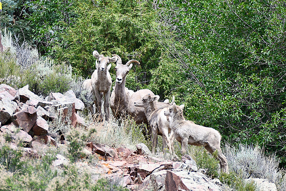 Look at the Baby Lambs_5121