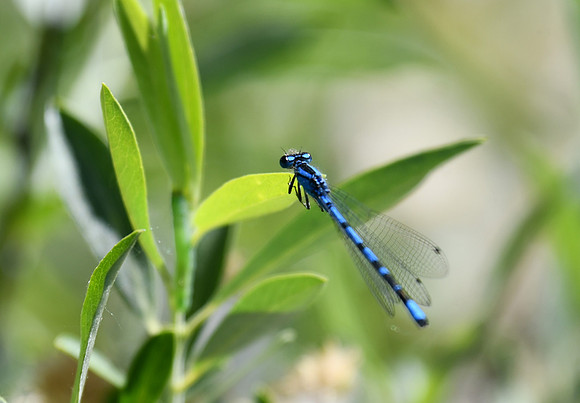 Blue Dasher dragonfly_5041