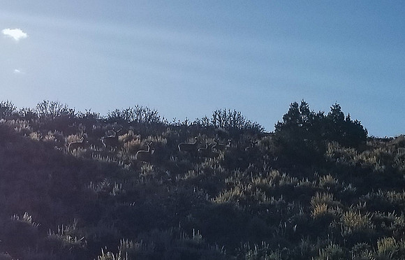 Herd of Deer crossed our Path 20240413_175445