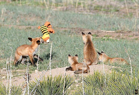Fox kits with a Toy_2598 G