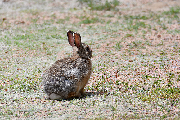 Cottontail in summer coat_9891
