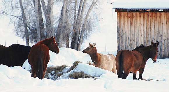 Elk for dinner _0499