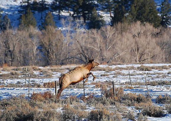 elk _0044