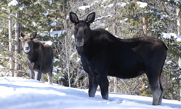 Moose cow with calf_0005.0