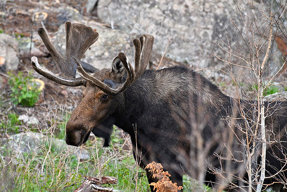 Majestic Moose