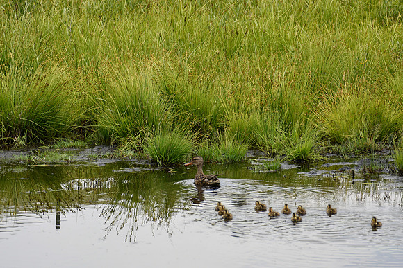Ducklings follow behind_8131