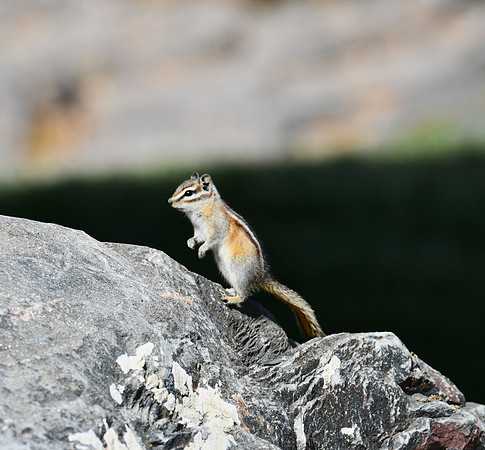 Little Chipmunk_7855