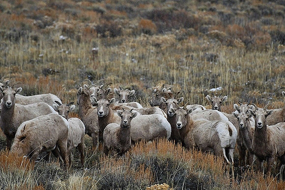 Bighorn gathering_2690