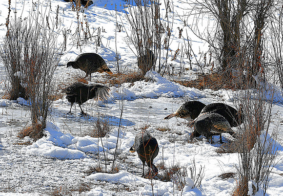 Eating along the frozen river_7989