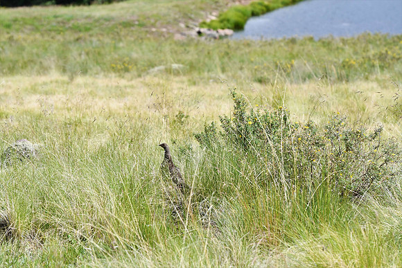 Grouse at Deer Lakes, CO _9237