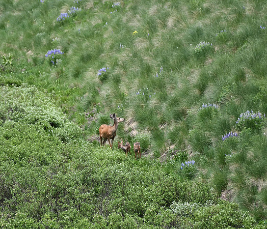 Doe and fawn Gothic Road_8661