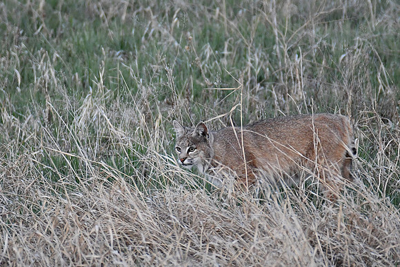 Precision Focus_8336