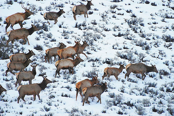 elk_0467