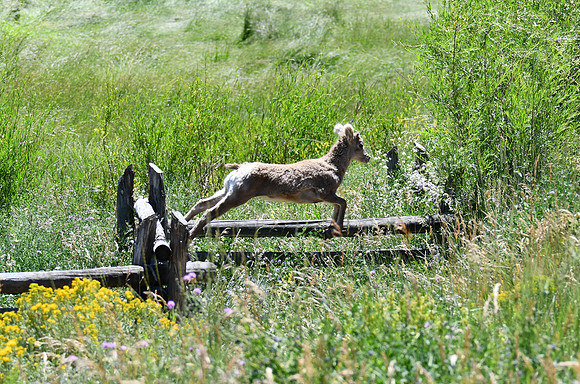 Bouncing Off the Fence Top_0222