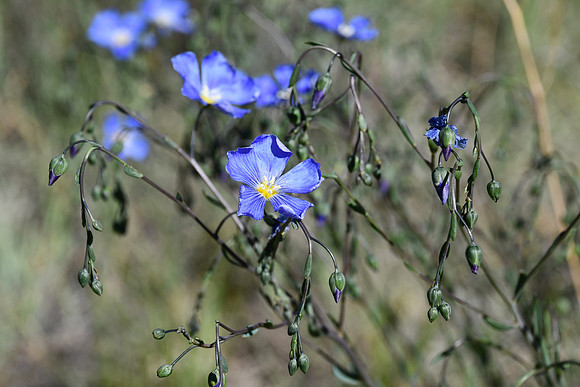 Blue Flax_0129