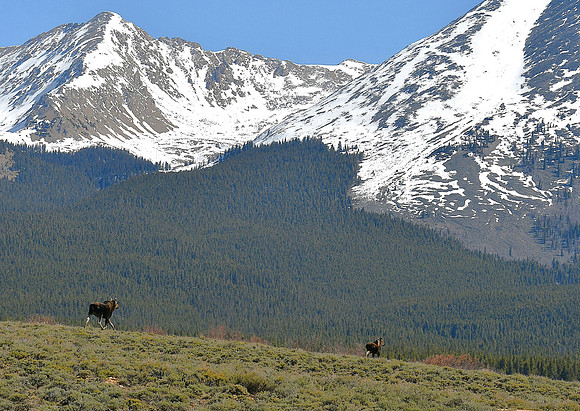 Moose on the Move near Timberline_7362