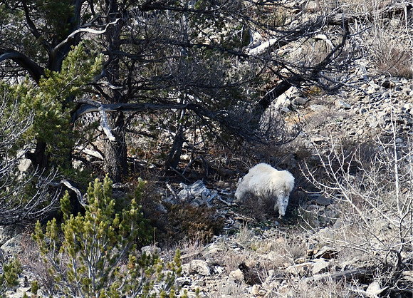 Mt Goat in Gunnison County_3417