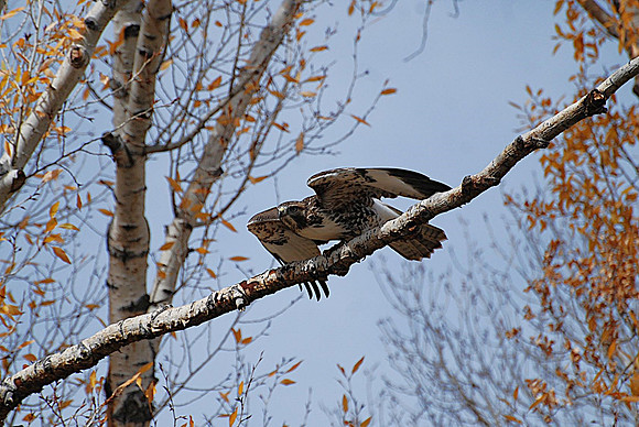 Hawk to fly