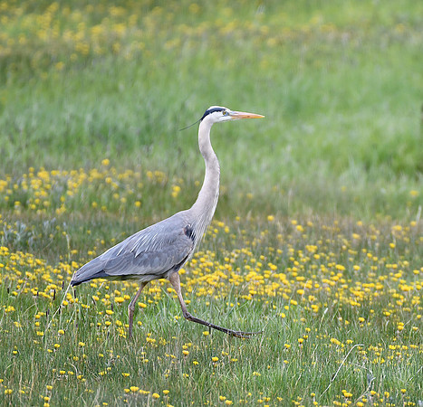 Great Blue Heron in wildflowers_9986