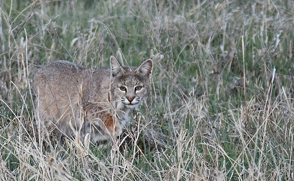 Bobcat Stalking Prey_8264