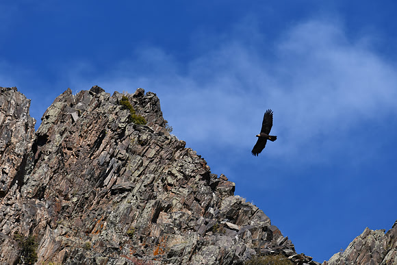 Golden Eagle Soaring_7722
