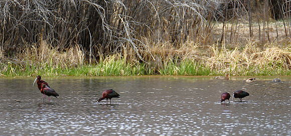 Being an Ibis_5836